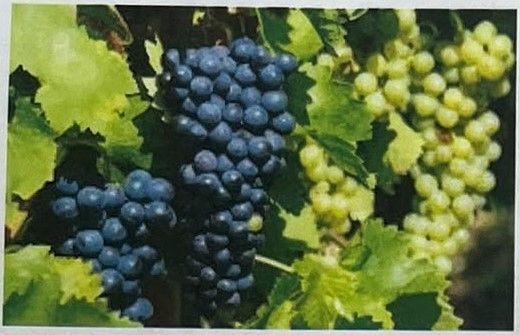 weinprobe