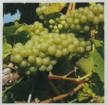 weinprobe 2
